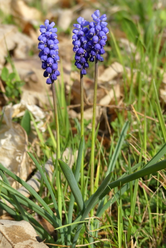 Dactylorhiza romana e prime fioriture tra Lazio e Campania - marzo 2023.